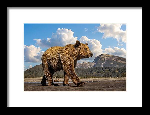 Brown Bear in Scenic Landscape - Framed Print
