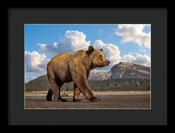 Brown Bear in Scenic Landscape - Framed Print
