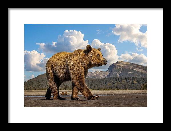 Brown Bear in Scenic Landscape - Framed Print